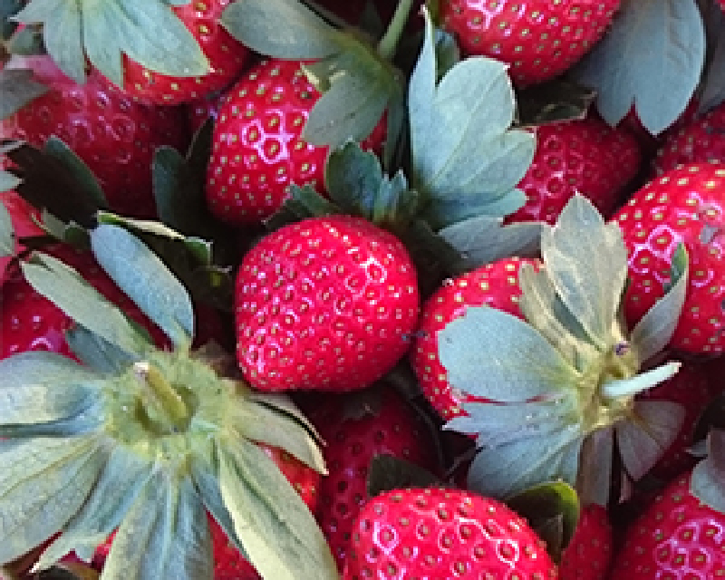 集集天然有機農園-有機草莓