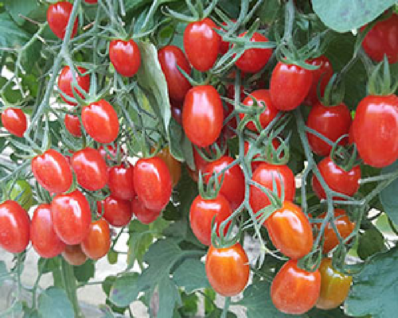 共好溫室-玉女小番茄