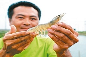 嘉義縣政府協助養殖業轉型，漁民陳泓碩採智能養殖設備養白蝦，是成功轉型「科技漁人」典範。