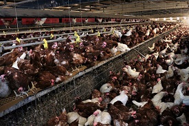鄭昆霖家的雞舍採平飼飼養， 比起籠飼，雞隻擁有相對充足的活動空間也不易染病。