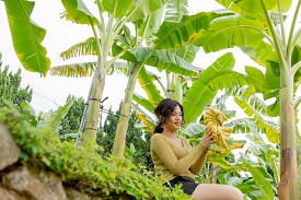在稚淋的眼裡，山蕉不只是農產品，而是具有文化和故事的精品