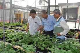 吳哲宇先生（左）與種苗場青農陪伴師陳盛義先生（中）與孫永偉博士（右）討論馬鈴薯栽種特性。