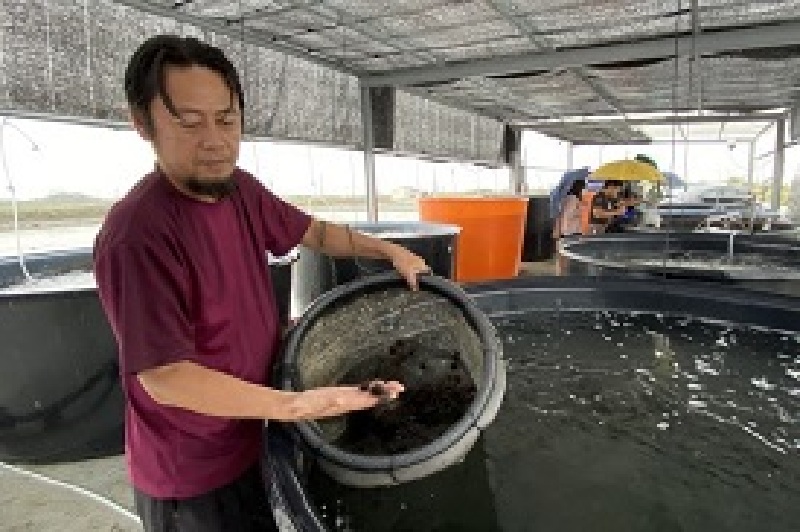 臺南漁民研發水冷系統 龍蝦石鯛試驗養殖良好