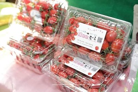 青農陳功恩冬季種植小番茄