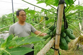 青農蘇豪欽種植的美濃瓜，營養又美味