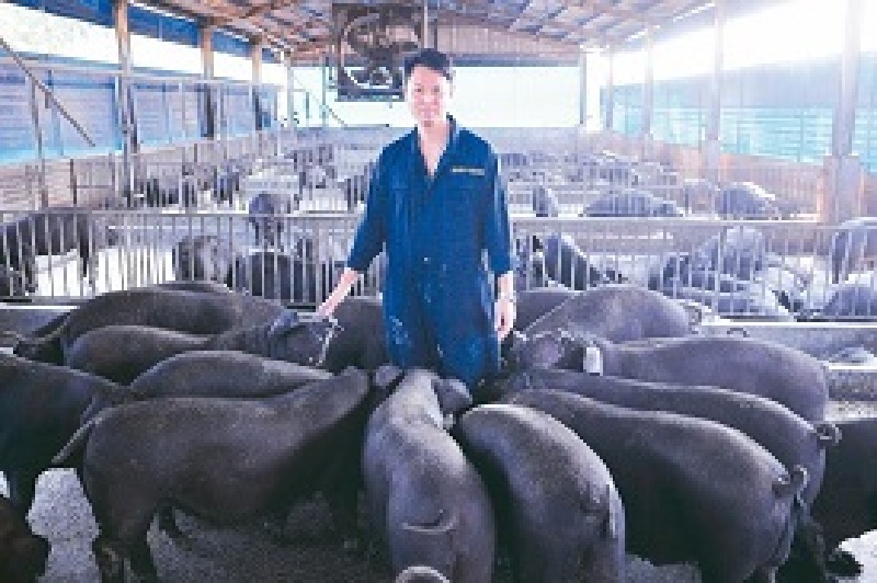 科學養豬 數據為王 李榮春復育平埔黑豬