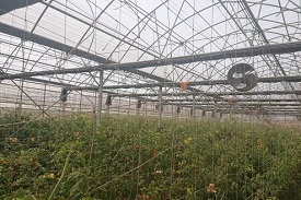 青農賴建良的自動化環控小番茄溫室