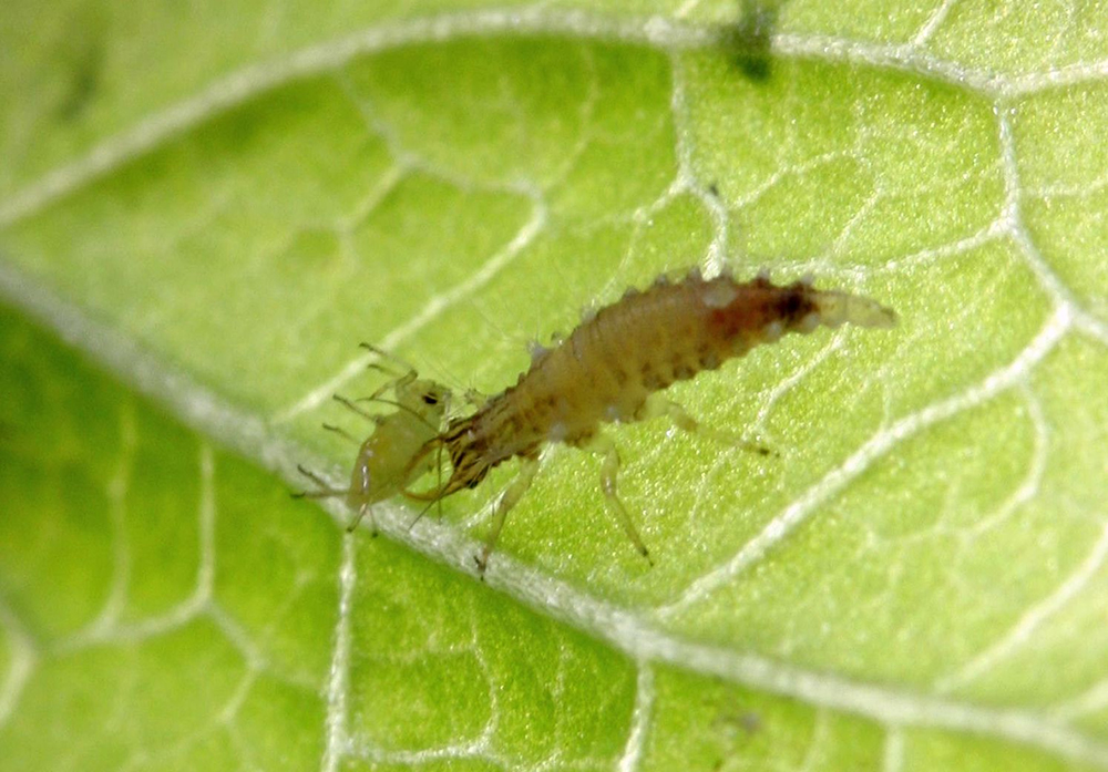 農試所研發「以蟲治蟲」以取代害蟲防治藥劑 －草蛉將是極具發展潛力的天敵昆蟲