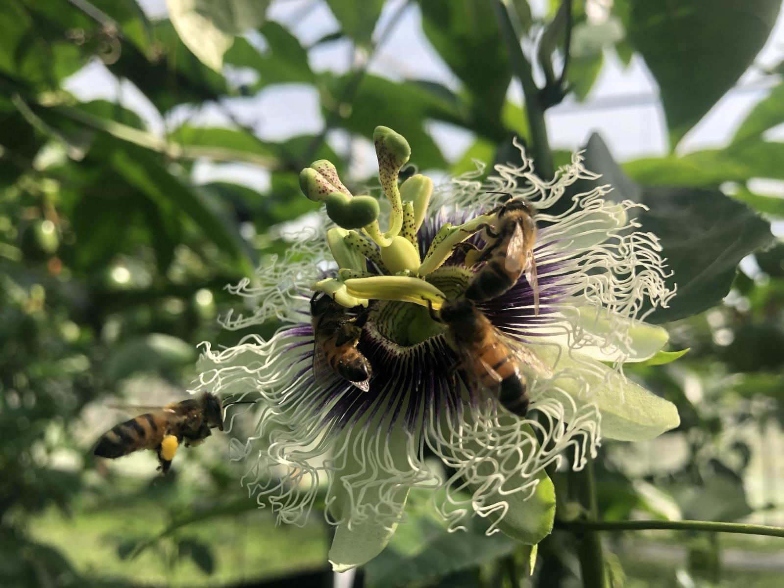 溫網室百香果授粉昆蟲(蜜蜂)訪花情形