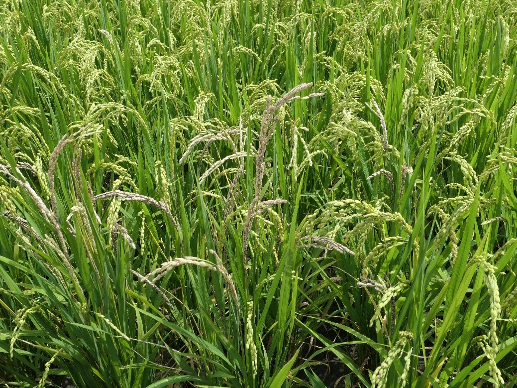 5月天熱時有雨　慎防穗稻熱病 