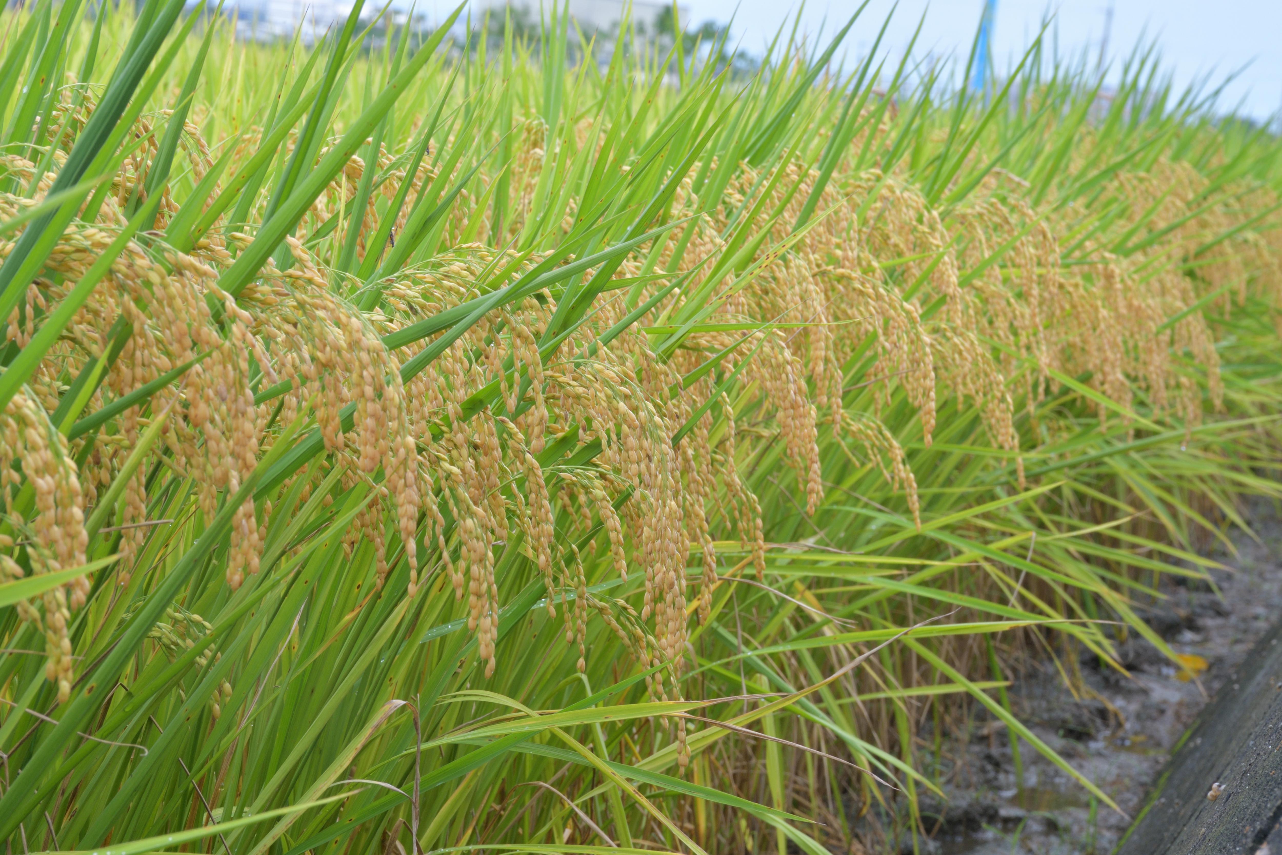 節水減碳的超口感米食強勢登場～水稻新品種「臺南20號」